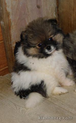 magnifique chiot spitz allemand 