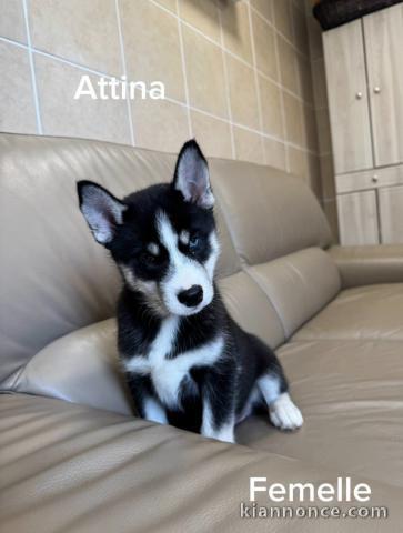 chiot husky sibérien adorable 
