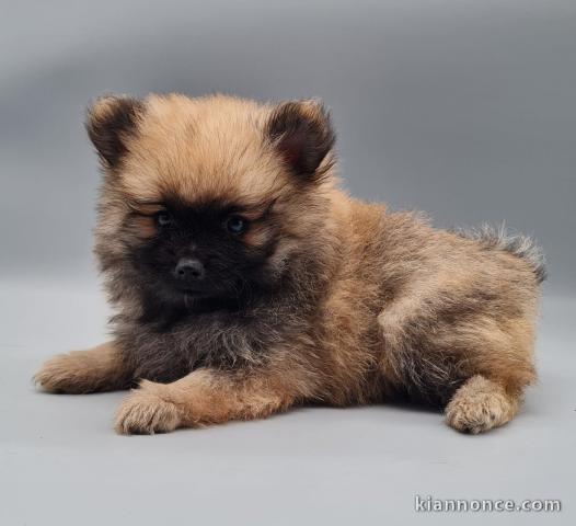 adorable chiot spitz allemand 