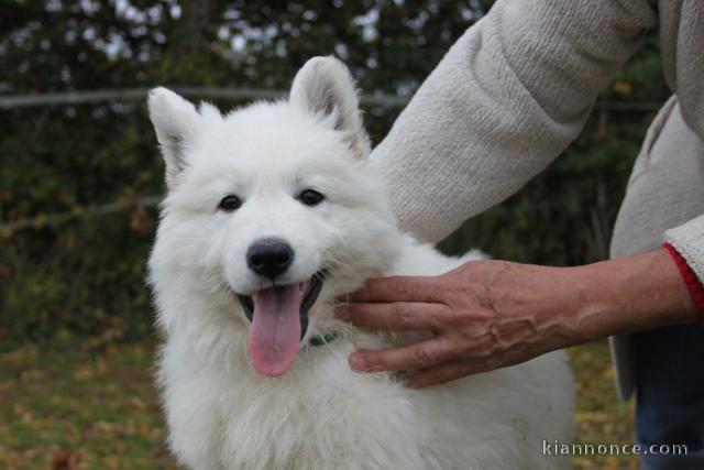 adorable chiot berger blanc suisse 