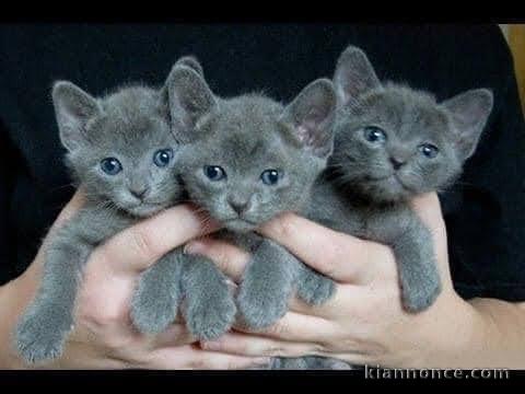 Jolies fourrures disponible chatons pour adoption
