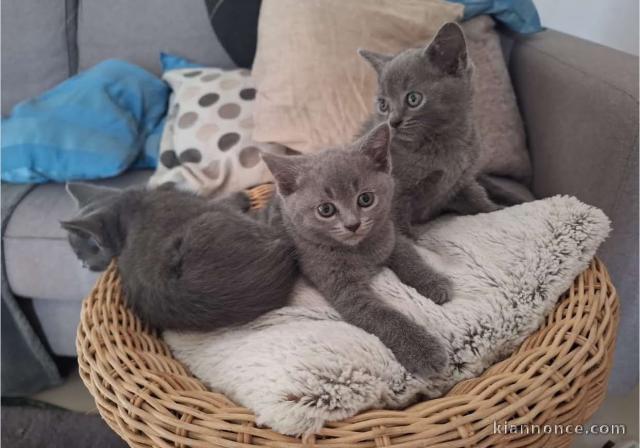 Des petites merveilles chatons  pour adoption 