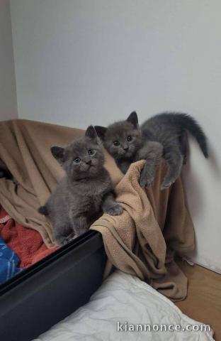 2 mâles chartreux pour adoption 