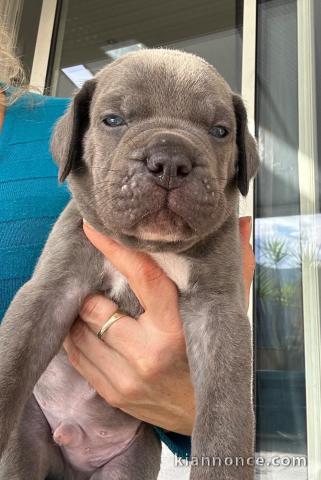 chiot Cane Corso disponible 