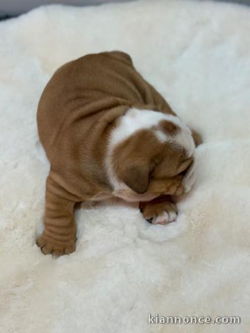chiot bulldog anglais mâle a donner 