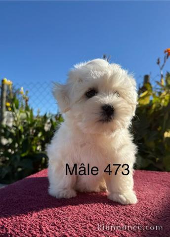 Dons chiot bichon disponible 