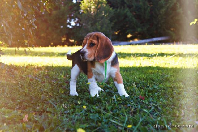 chiot beagle disponible pour adoption 