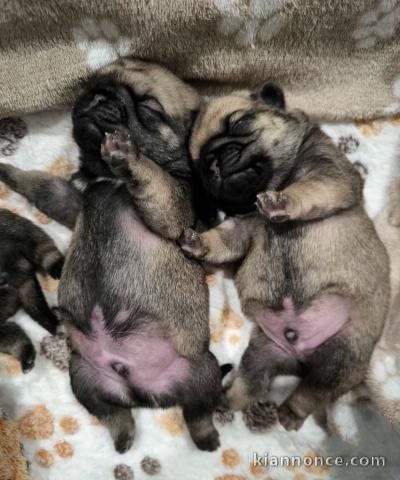 Dons chiot type carlin disponible 