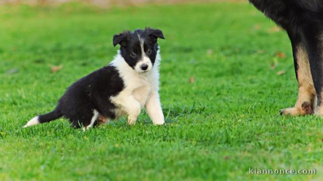 chiot border collier a donner 