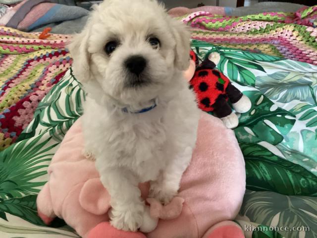 adoption chiot bichon disponible 