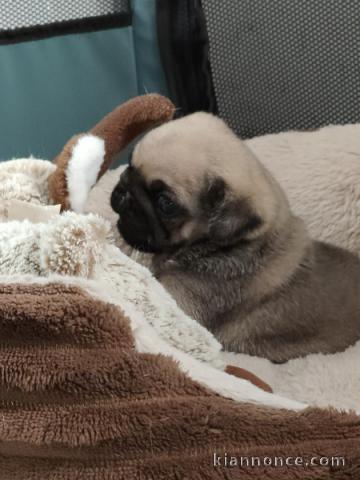 je donne bébé chiot carlin 