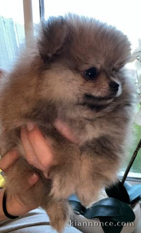 adorable chiot spitz allemand disponible 