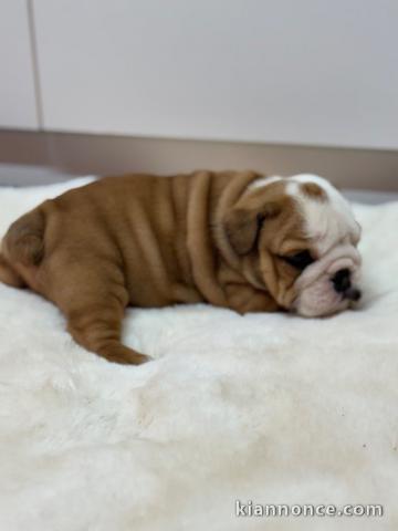 chiot bulldog anglais mâle a donner 