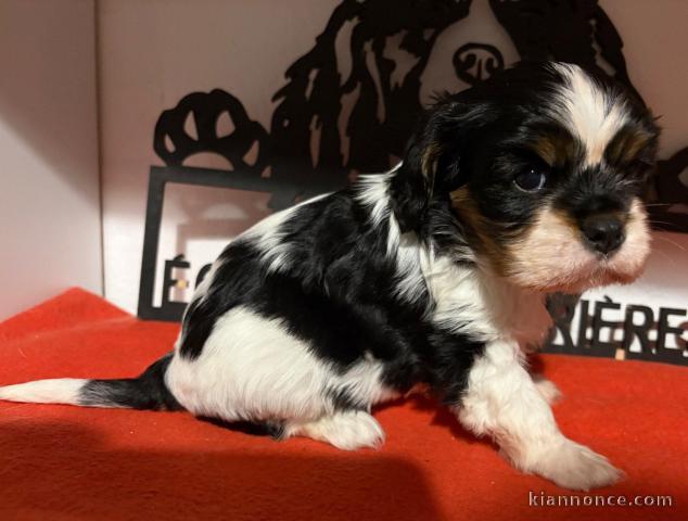 bébé chiot cavalier king charle pour noël 