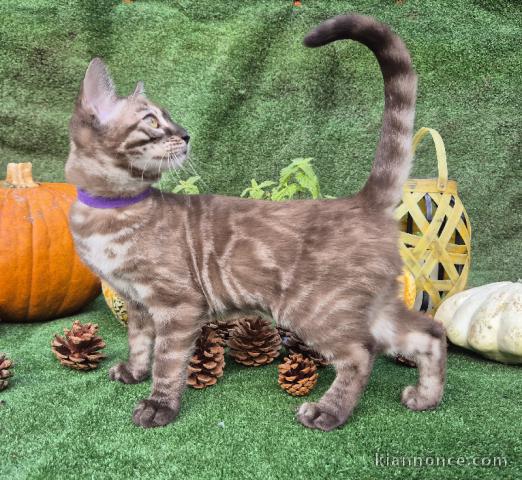 magnifique chatons Bengal disponible 