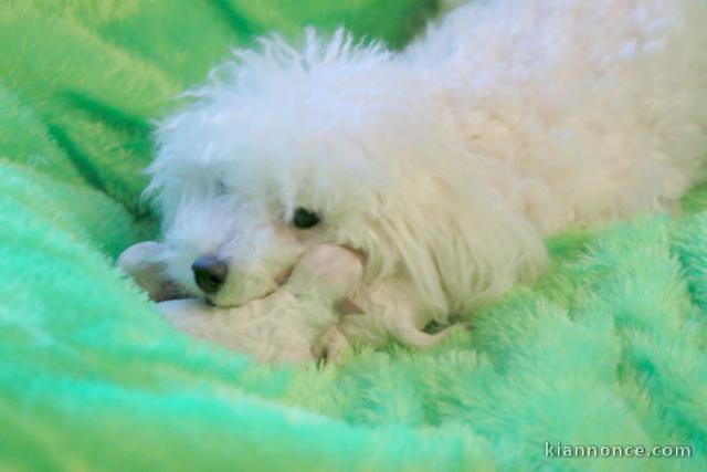 chiot bichon frisé femelle a donner 