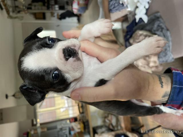 🐶 Adorable chiot Boston Terrier à réserver 🐾
