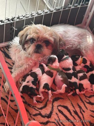 adorable chiot Shih Tzu a donner 