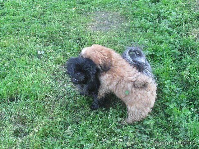 deux chiots Shih Tzu prêt pour être l\