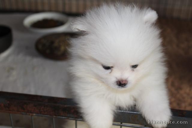 magnifique chiot spitz allemand femelle 