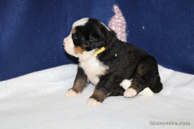 Dons chiot bouvier bernois disponible 