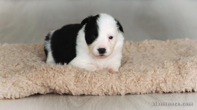 adorable chiot border collier 