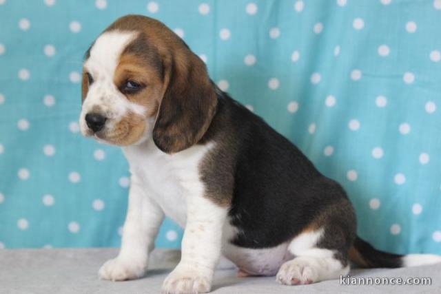 magnifique chiot beagle disponible 