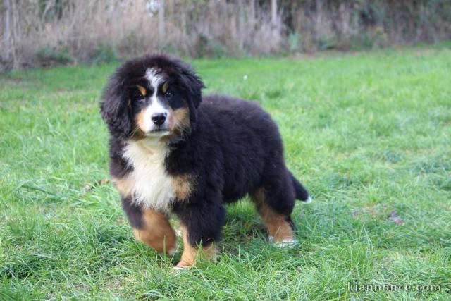 magnifique chiot bouvier bernois 