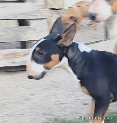 chiot Bull terrier femelle a donner 