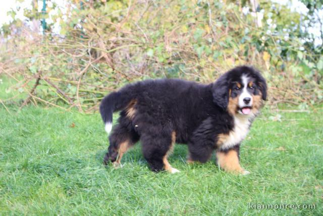 chiot bouvier bernois a donner 