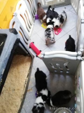 adopter chiot berger australien 