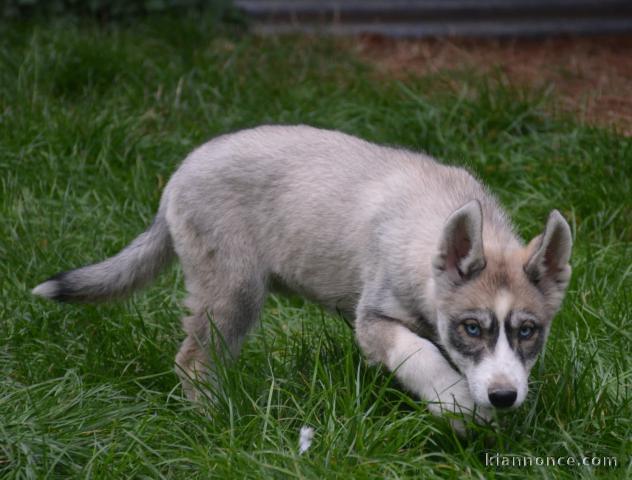chiot husky sibérien adorable 