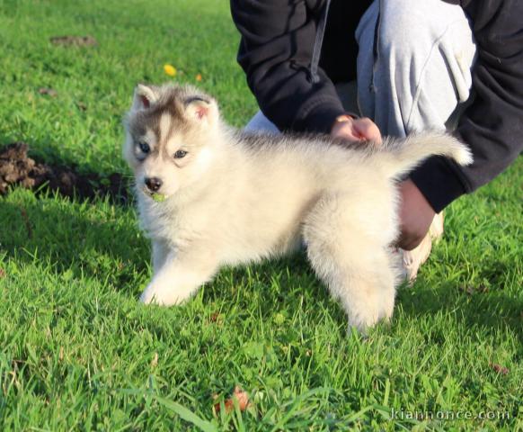 magnifique chiot husky sibérien 