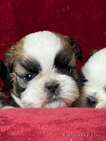 adoption chiot Shih Tzu 