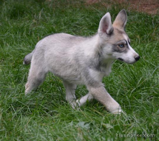 chiot husky sibérien adorable 