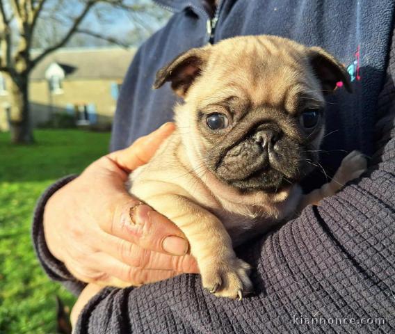 magnifique chiot carlin disponible 