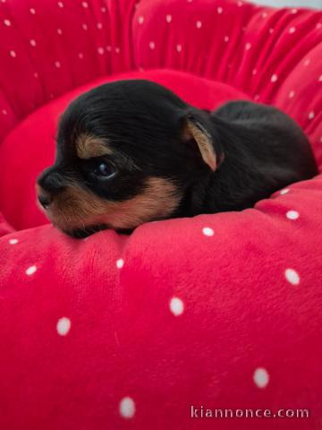 chiot Yorkshire femelle 