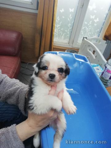 chiot berger australien disponible 