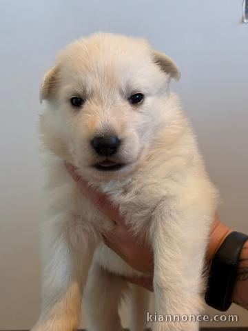 chiot berger blanc suisse adoption 