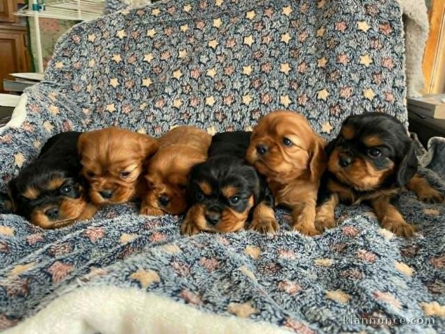 magnifique chiot cavalier king charle disponible 