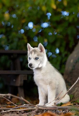 adorable chiot husky sibérien 