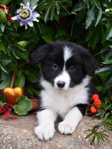 Chiots Border Collie a donné contre bon soin 