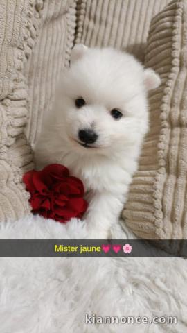 chiot spitz allemand disponible 