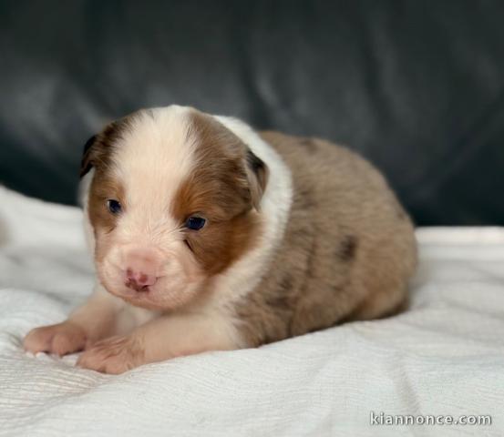 chiot berger disponible 