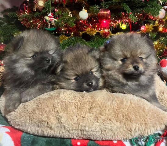 chiot spitz allemand race 