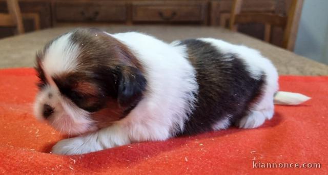 chiot Shih Tzu a donner 