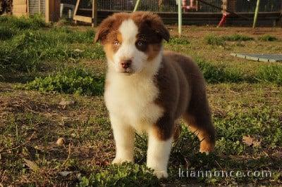 chiot berger australien à donner 
