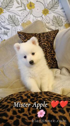 Adorable chiot spitz allemand 