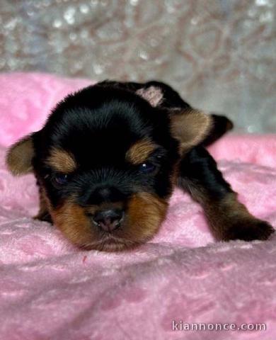 adorable chiot Yorkshire femelle 