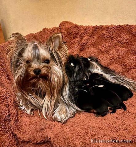 annonce chiot Yorkshire portée 